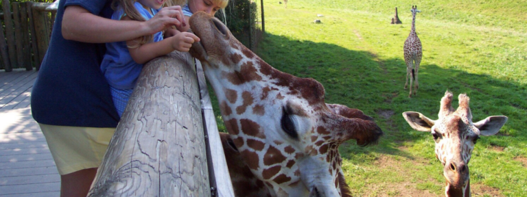Giraffe photo at Binder Park Zoo